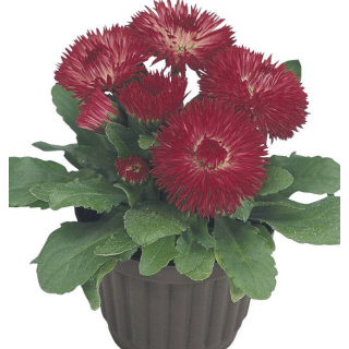 Compra BELLIS RUBY RED Pildorada F1 (1.000 Semillas) en la tienda online Fito Agrícola
