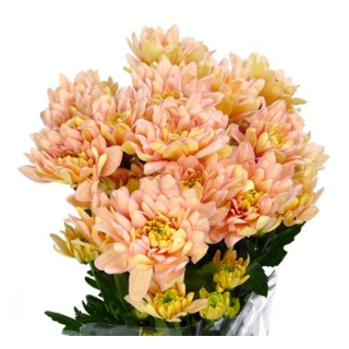 Compra BELLIS RUBY SALMON PINK Pildorada F1 (1.000 Semillas) en la tienda online Fito Agrícola