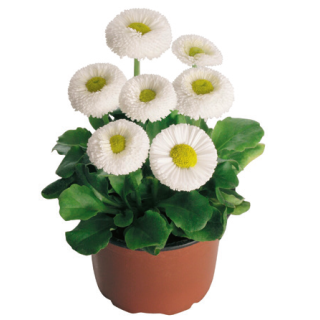 Compra BELLIS SPEEDSTAR PLUS WHITE Pildorada F1 (1.000 Semillas) en la tienda online Fito Agrícola