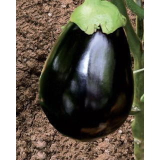 Compra BERENJENA BLACK TOP F1 (10.000 Semillas) en la tienda online Fito Agrícola