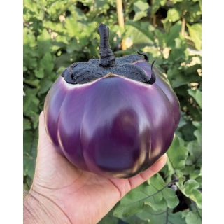 Compra BERENJENA COSTANZA F1 (1.000 Semillas). en la tienda online Fito Agrícola