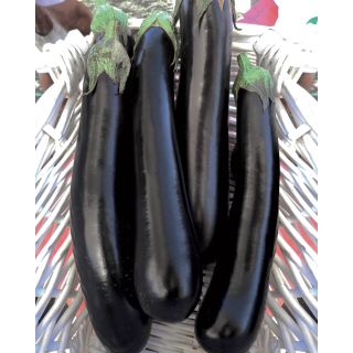 Compra BERENJENA ELLY F1 (1.000 Semillas) en la tienda online Fito Agrícola