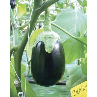 Compra BERENJENA GIOTTO F1 (100.000 Semillas) en la tienda online Fito Agrícola