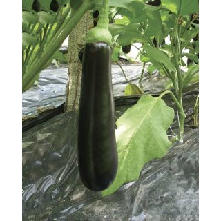 Compra BERENJENA IDEAL F1 (100.000 Semillas) en la tienda online Fito Agrícola