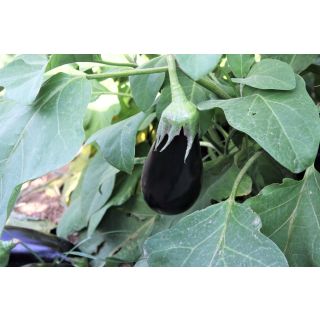 Compra BERENJENA ISABEL F1 (1.000 Semillas) en la tienda online Fito Agrícola