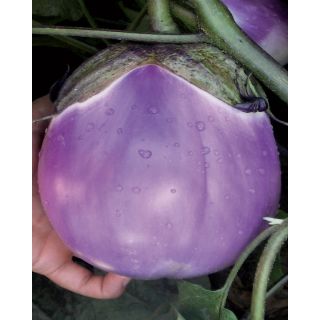 Compra BERENJENA LETY F1 (10.000 Semillas) en la tienda online Fito Agrícola