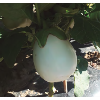 Compra BERENJENA LUNA F1 (1.000 Semillas) en la tienda online Fito Agrícola