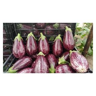 Compra BERENJENA MARILOLA F1 (500 Semillas). en la tienda online Fito Agrícola