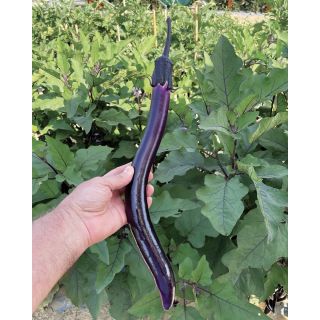 Compra BERENJENA MINERVA F1 (1.000 Semillas) en la tienda online Fito Agrícola