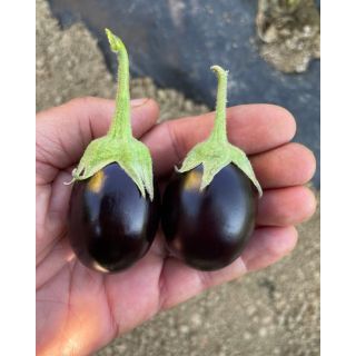 Compra BERENJENA MINNY F1 (1.000 Semillas) en la tienda online Fito Agrícola