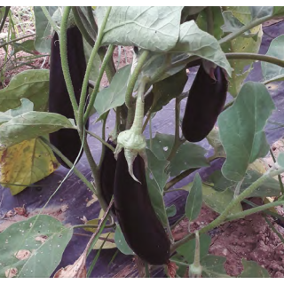 Compra BERENJENA MIRANDA F1 (1.000 Semillas) en la tienda online Fito Agrícola