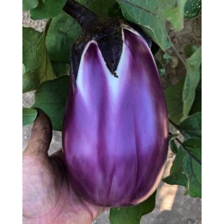 Compra BERENJENA SETA F1 (1.000 Semillas) en la tienda online Fito Agrícola