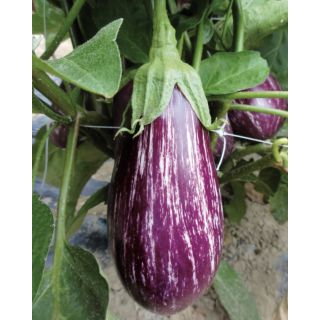 Compra BERENJENA STRIATA F1 (1.000 Semillas) en la tienda online Fito Agrícola