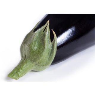 Compra BERENJENA THELMA RZ F-1 (1000 Semillas) en la tienda online Fito Agrícola