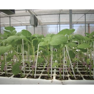 Compra BERENJENA VIGORY F1 Pildorada (10.000 Semillas). en la tienda online Fito Agrícola