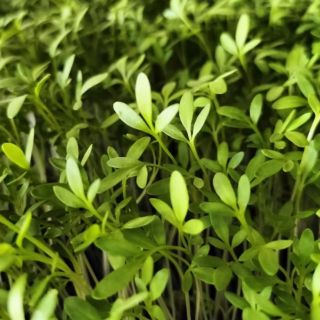 Compra BERRO DE JARDÍN MICROGREENS (5 Kgr.). en la tienda online Fito Agrícola