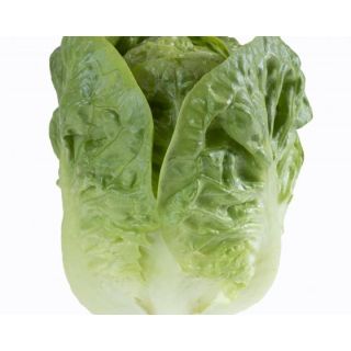 Compra LECHUGA BIWA Píldora Sphera (25.000 Semillas) en la tienda online Fito Agrícola