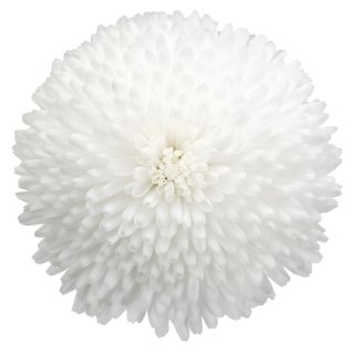 Compra BELLIS TASSO WHITE (240 Plantas). en la tienda online Fito Agrícola