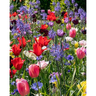 Compra BOLD COLOURS (100 Unid.). en la tienda online Fito Agrícola