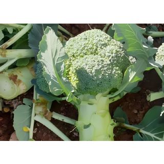 Compra BRÓCULI ALMORA F1 (1.000 Semillas) en la tienda online Fito Agrícola