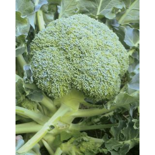 Compra BRÓCOLI PORDOI F1 (2.500 Semillas). en la tienda online Fito Agrícola