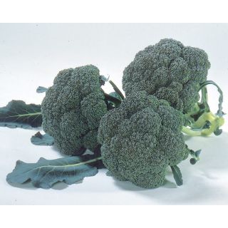 Compra BRÓCOLI PRIMOR F1 (2.500 Semillas). en la tienda online Fito Agrícola