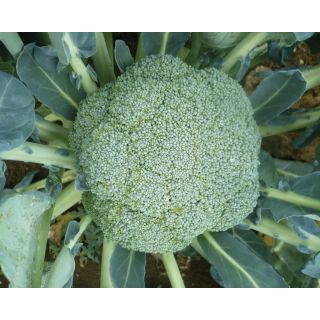 Compra BRÓCOLI CAPITANO F1 (2.500 Semillas). en la tienda online Fito Agrícola