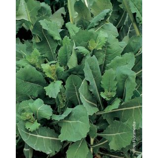 Compra BRÓCOLI DA GETTI E FOGLIE (100 gr.). en la tienda online Fito Agrícola