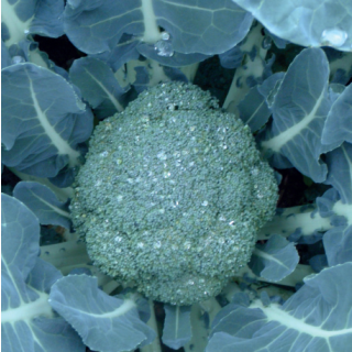 Compra BRÓCOLI GROTON F1 (2.500 Semillas) en la tienda online Fito Agrícola