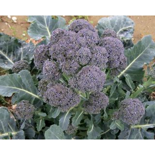 Compra BRÓCOLI MORADO RED ARROW F1 (2.500 Semillas) en la tienda online Fito Agrícola