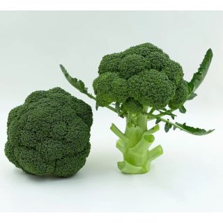 Compra BRÓCOLI TEMPLARIO F1 (2.500 Semillas) en la tienda online Fito Agrícola