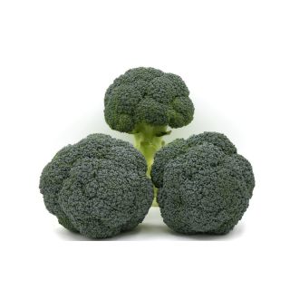 Compra BRÓCOLI TINOS F1 (2.500 Semillas) en la tienda online Fito Agrícola