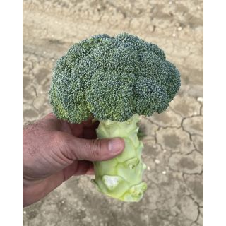 Compra BRÓCOLI CORIMAX (2.500 Semillas). en la tienda online Fito Agrícola