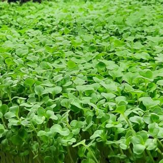 Compra BRÓCOLI SPIEGARIELLO MICROGREENS (500 gr.) en la tienda online Fito Agrícola