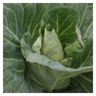 Compra COL TANTOUR F1 Sin Tratar (10.000 Semillas) en la tienda online Fito Agrícola