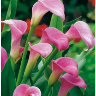 Compra CALA GARNET GLOW (25 Unid.). en la tienda online Fito Agrícola