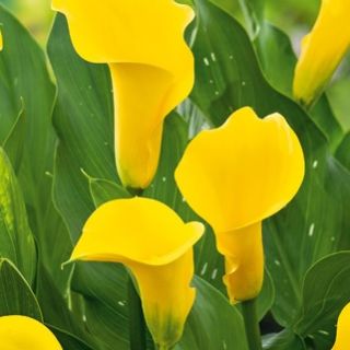 Compra CALA GOLD LABEL (25 Unid.). en la tienda online Fito Agrícola