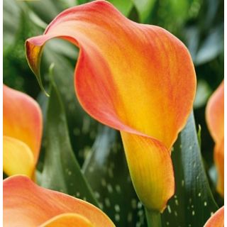 Compra CALA MORNING SUN (25 Unid.). en la tienda online Fito Agrícola