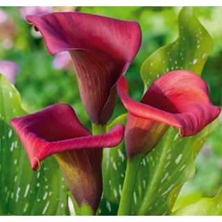 Compra CALA CALLAFORNIA RED (25 Unid.). en la tienda online Fito Agrícola