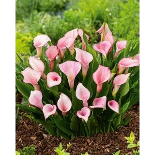 Compra CALA STRAWBERRY BLUSH (25 Unid.). en la tienda online Fito Agrícola