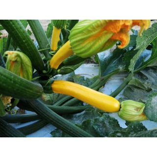 Compra CALABACÍN AEOLOS (UG 6152) F1 (500 Semillas) en la tienda online Fito Agrícola