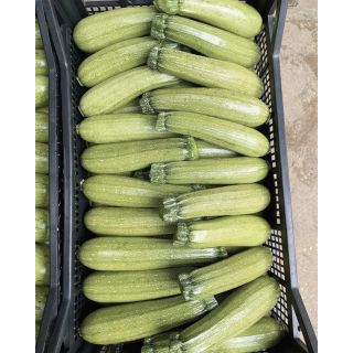 Compra CALABACÍN KOLIBRI F1 (2.500 Semillas). en la tienda online Fito Agrícola