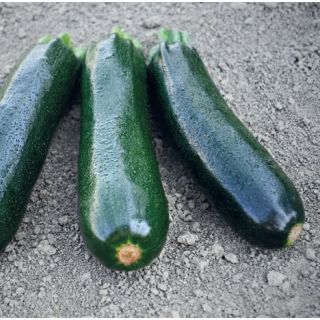 Compra CALABACÍN RABACCA F1 (1.000 Semillas) en la tienda online Fito Agrícola