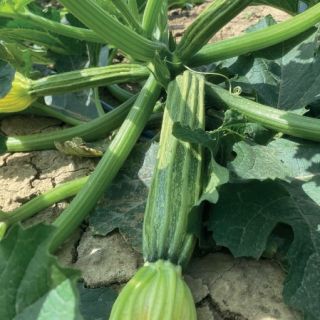 Compra CALABACÍN ROMANESCO Sel. Tullio (50 gr.). en la tienda online Fito Agrícola