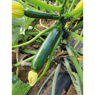 Compra CALABACIN PICASSO F1 (250 Semillas) en la tienda online Fito Agrícola