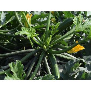 Compra CALABACIN ZEFIROS F1(1000 Semillas). en la tienda online Fito Agrícola