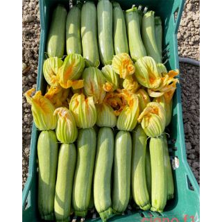 Compra CALABACÍN CIGNO F1 (2.500 Semillas). en la tienda online Fito Agrícola