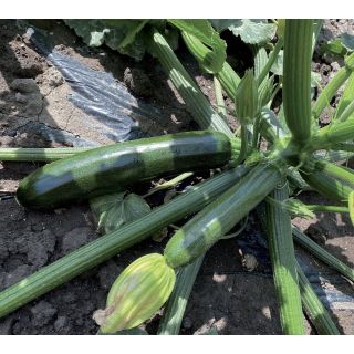 Compra CALABACÍN GUFO F1 (2.500 Semillas). en la tienda online Fito Agrícola