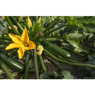 Compra CALABACÍN LINIAC F1 BIO (1.000 Semillas) en la tienda online Fito Agrícola