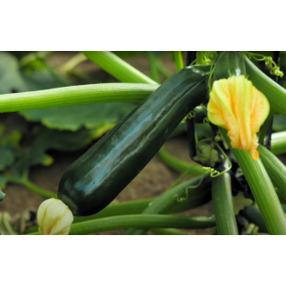 Compra CALABACÍN MAVERIC F1 (1.000 Semillas) en la tienda online Fito Agrícola